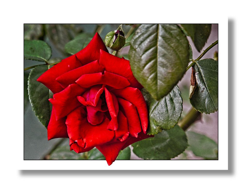 Rose zum Wochenende