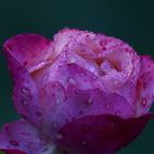 Rose zum Wochenende