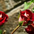 Rose_001