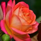 Rose_002