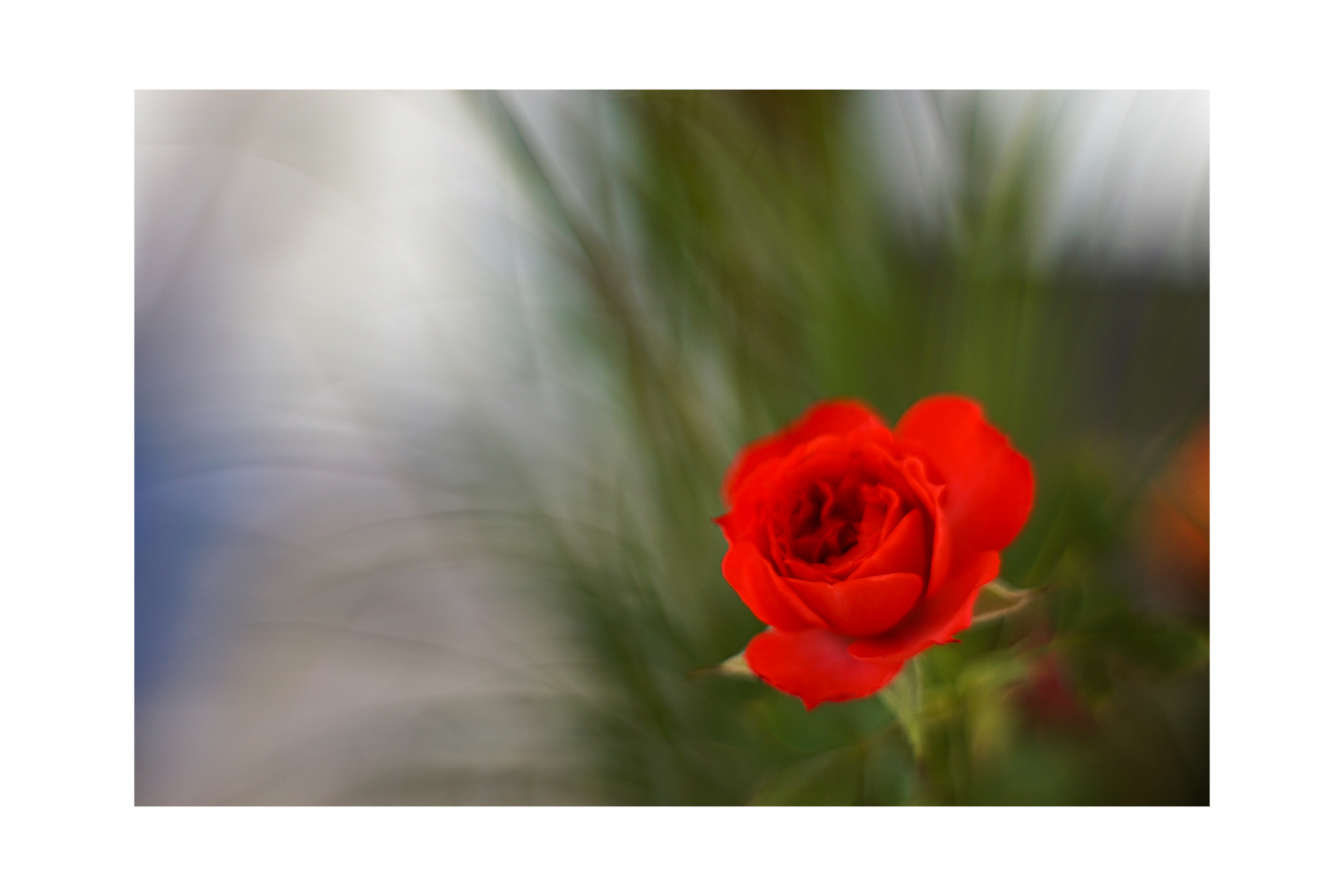 ROSE_01