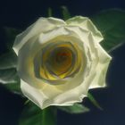 Rose_01_weiss-gelb