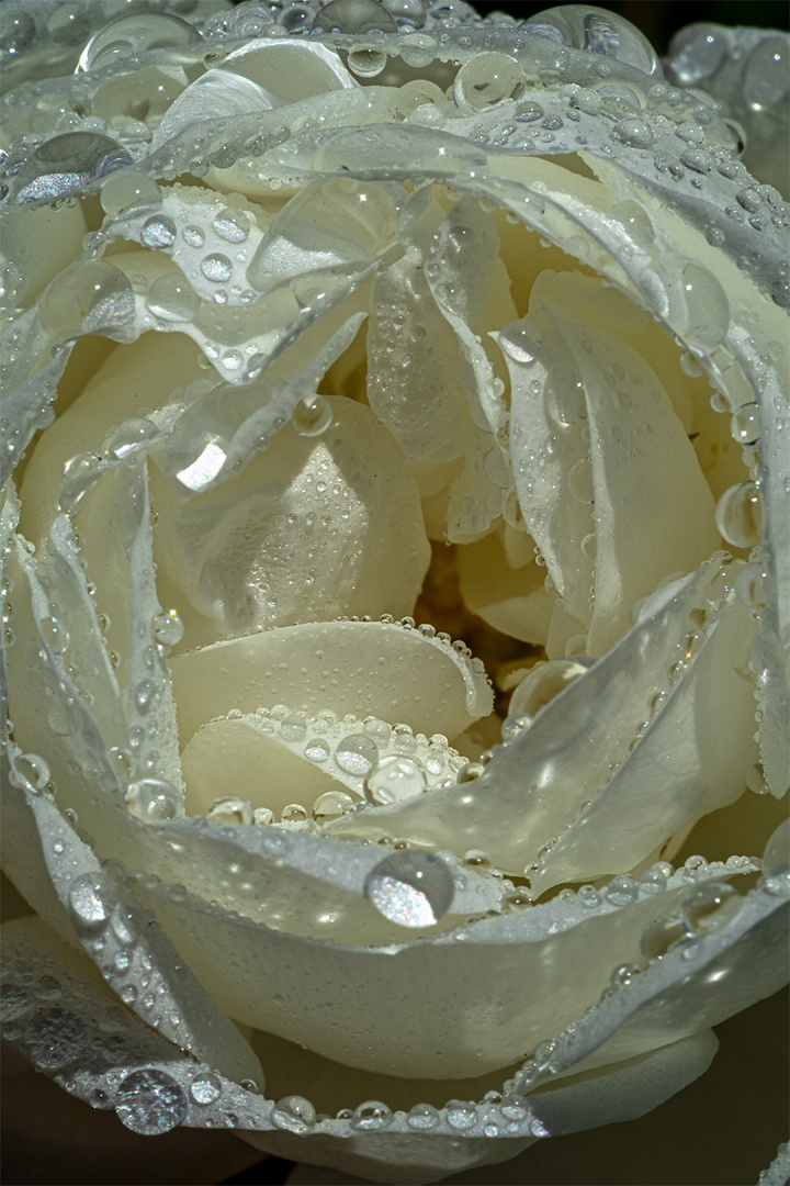 Rose_02