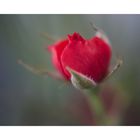 ROSE_02