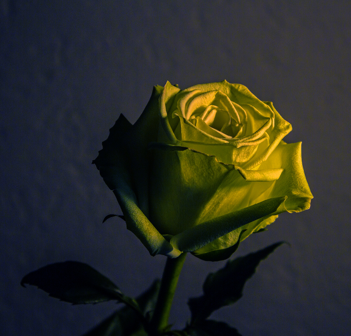 Rose03