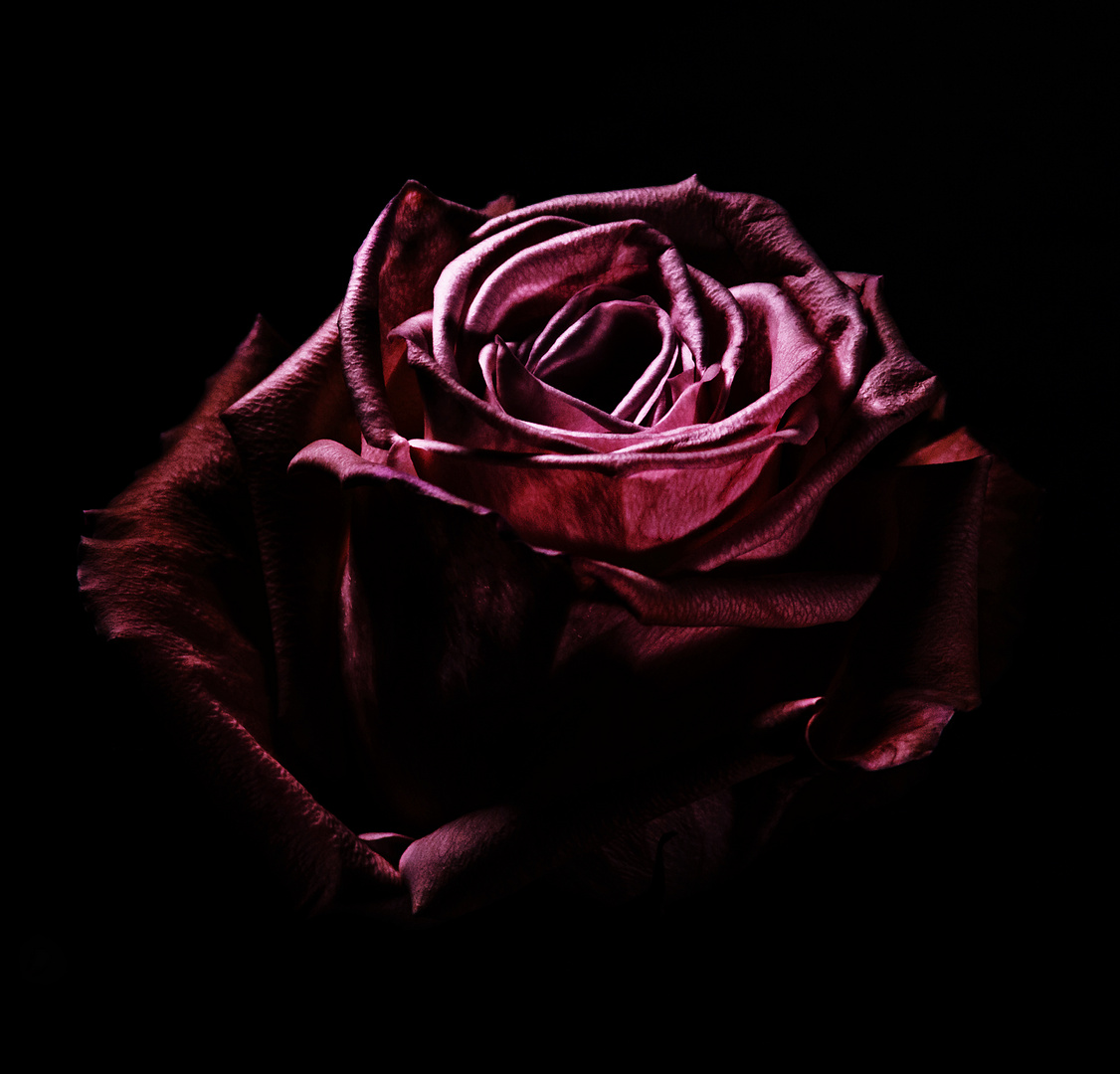 Rose04