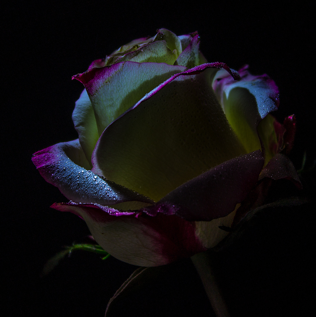 Rose07