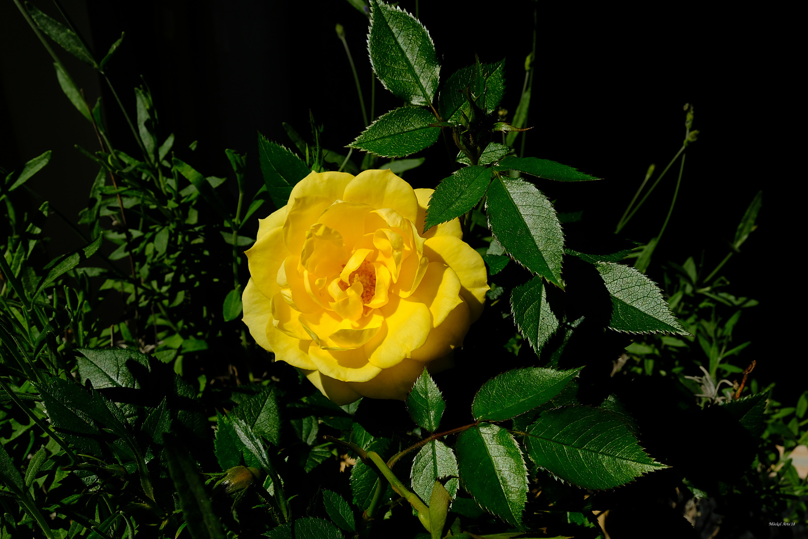 Rose_1