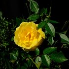 Rose_1