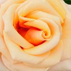 Rose_1