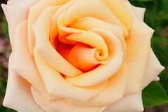 Rose_1