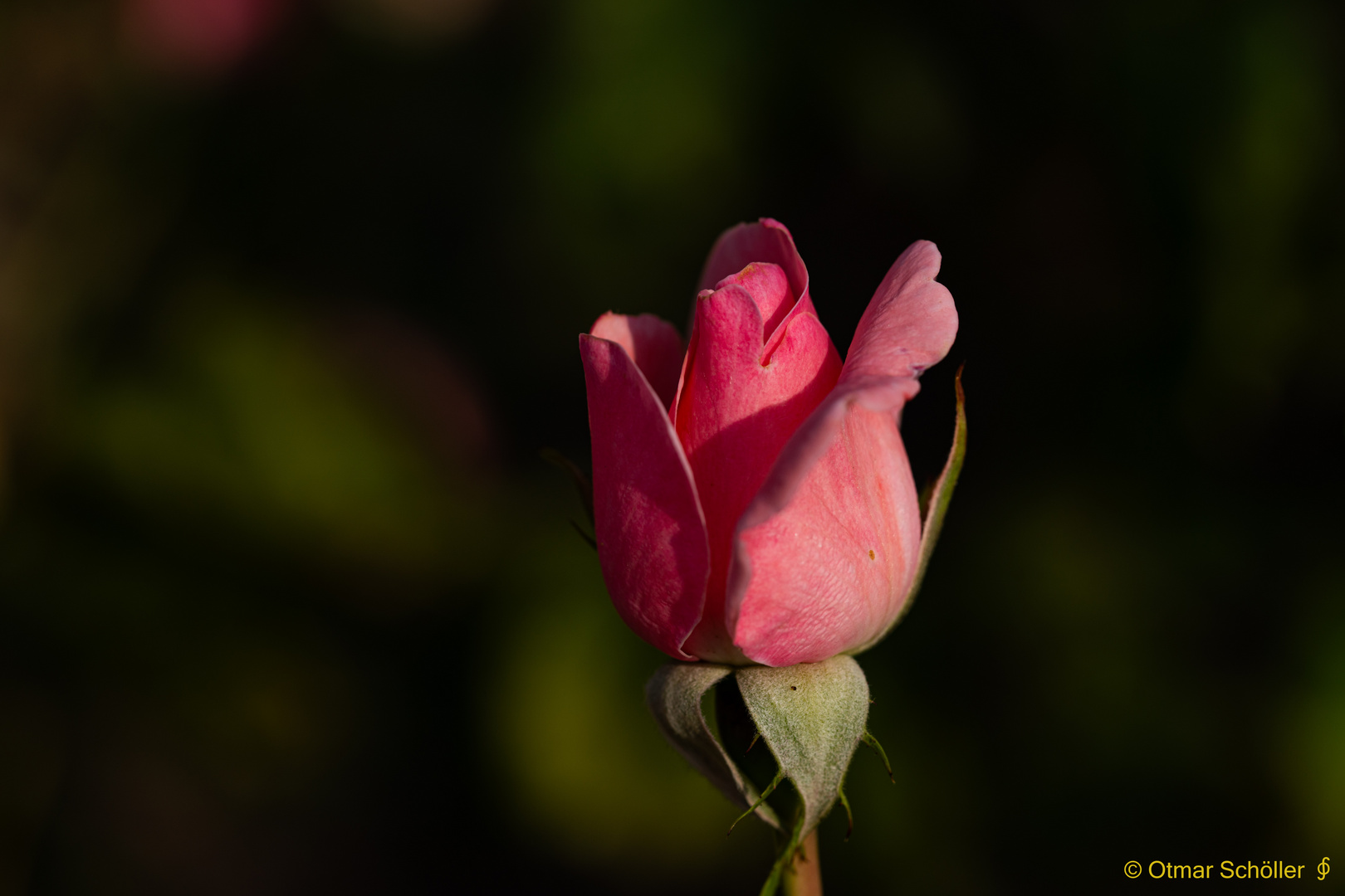 Rose_1