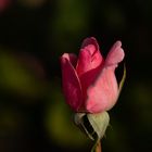 Rose_1