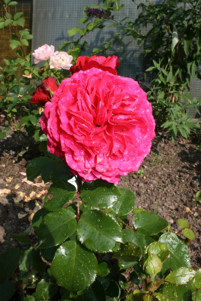 Rose1