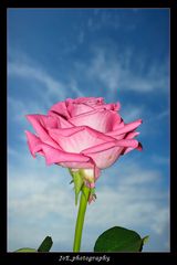 Rose_1