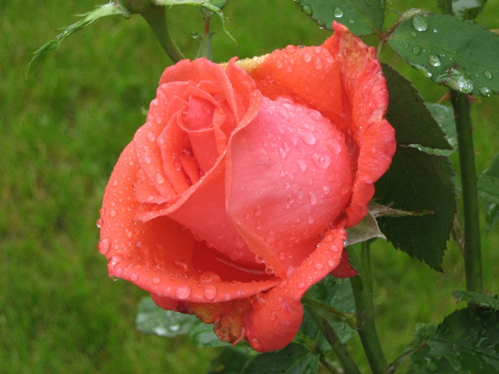 Rose1