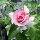 rose_1a