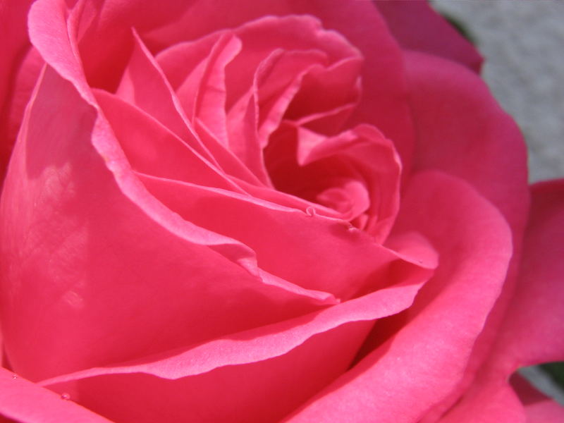 Rose.2