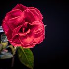 Rose2 