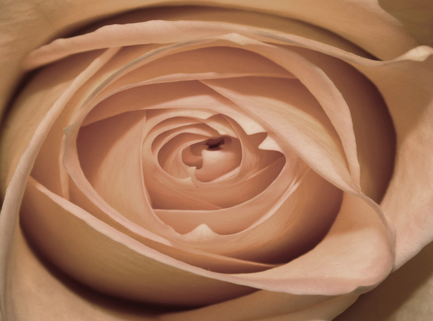 Rose_2