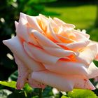 Rose_2