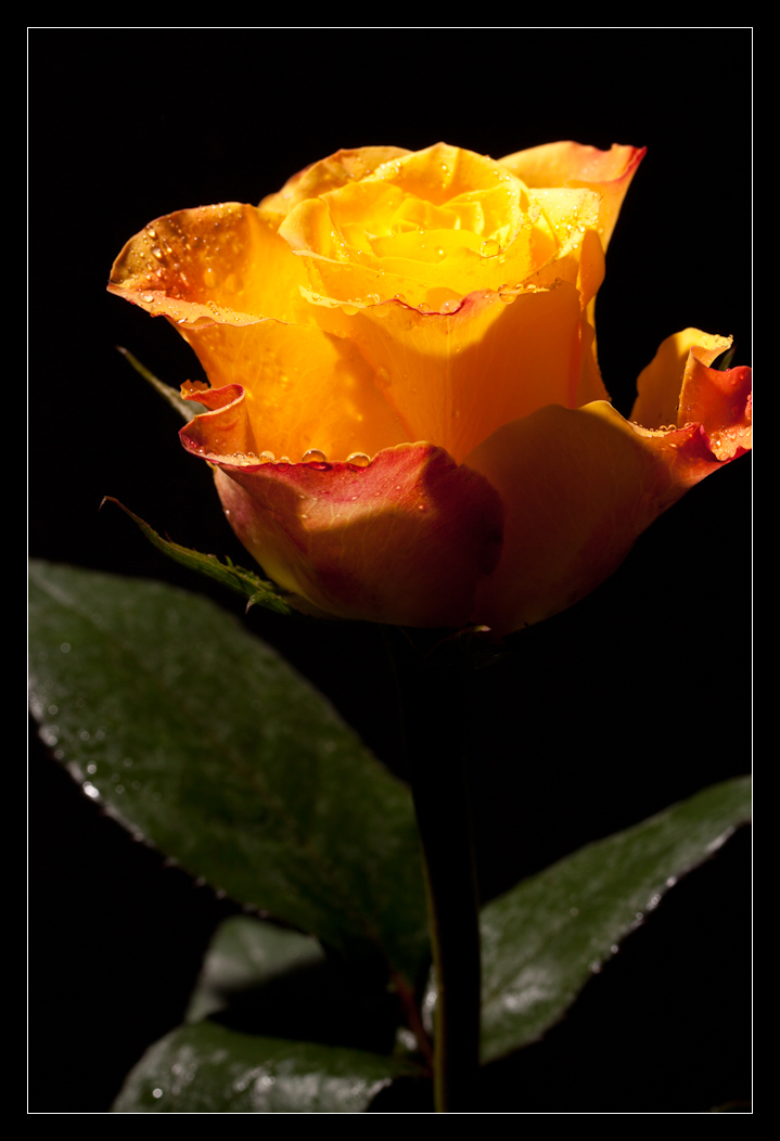 Rose_2