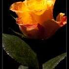 Rose_2