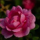 Rose_2