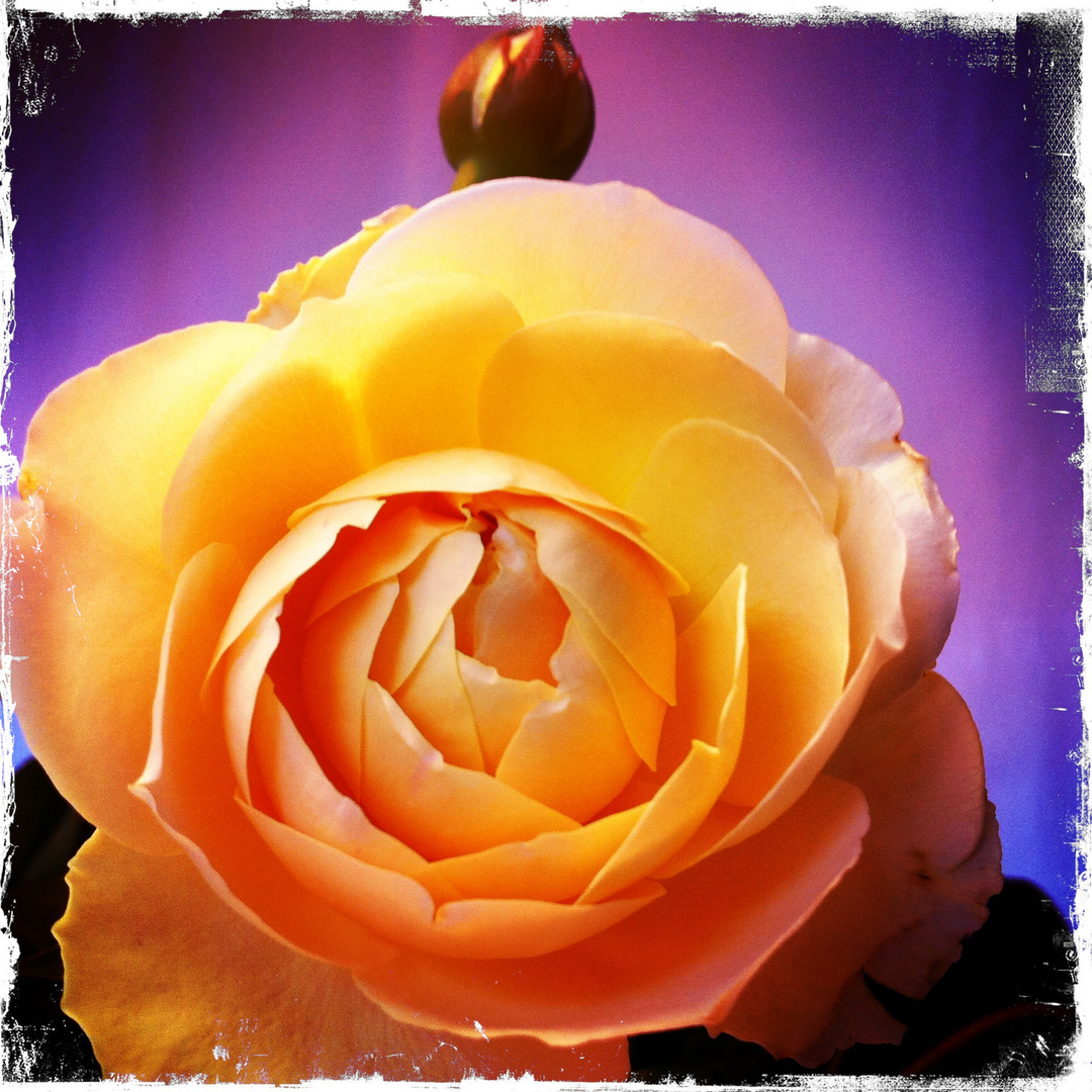 rose_2011