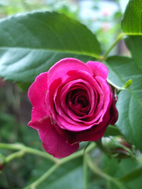 Rose3