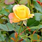 Rose_3