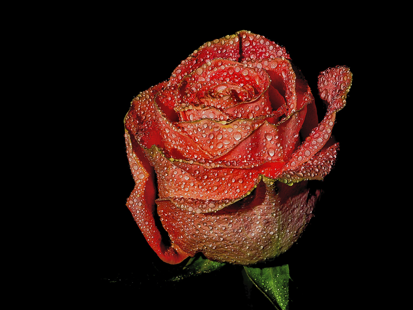 Rose_3