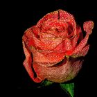 Rose_3