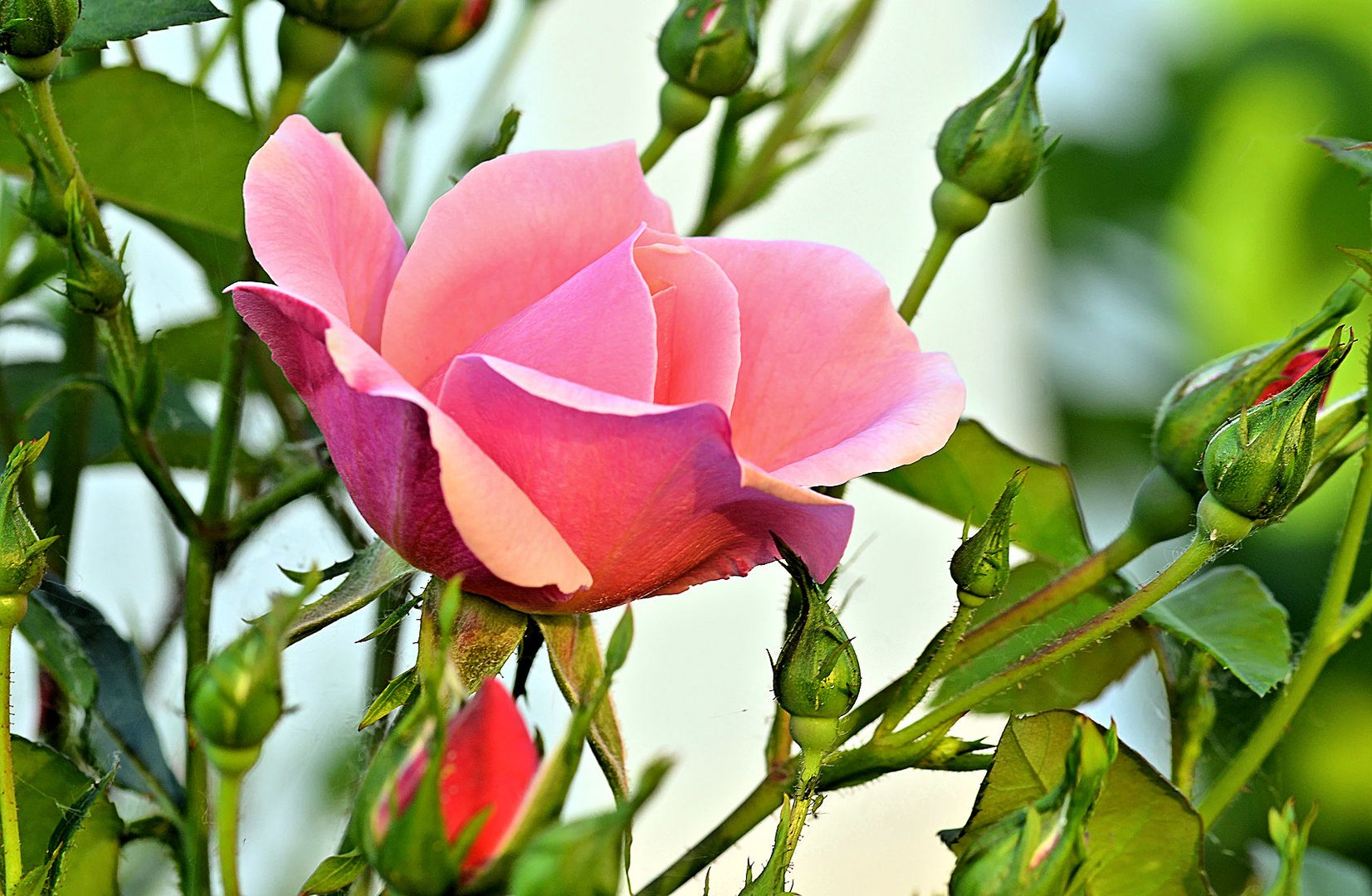 Rose_6