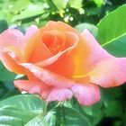 Rose_7