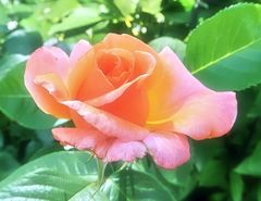 Rose_7