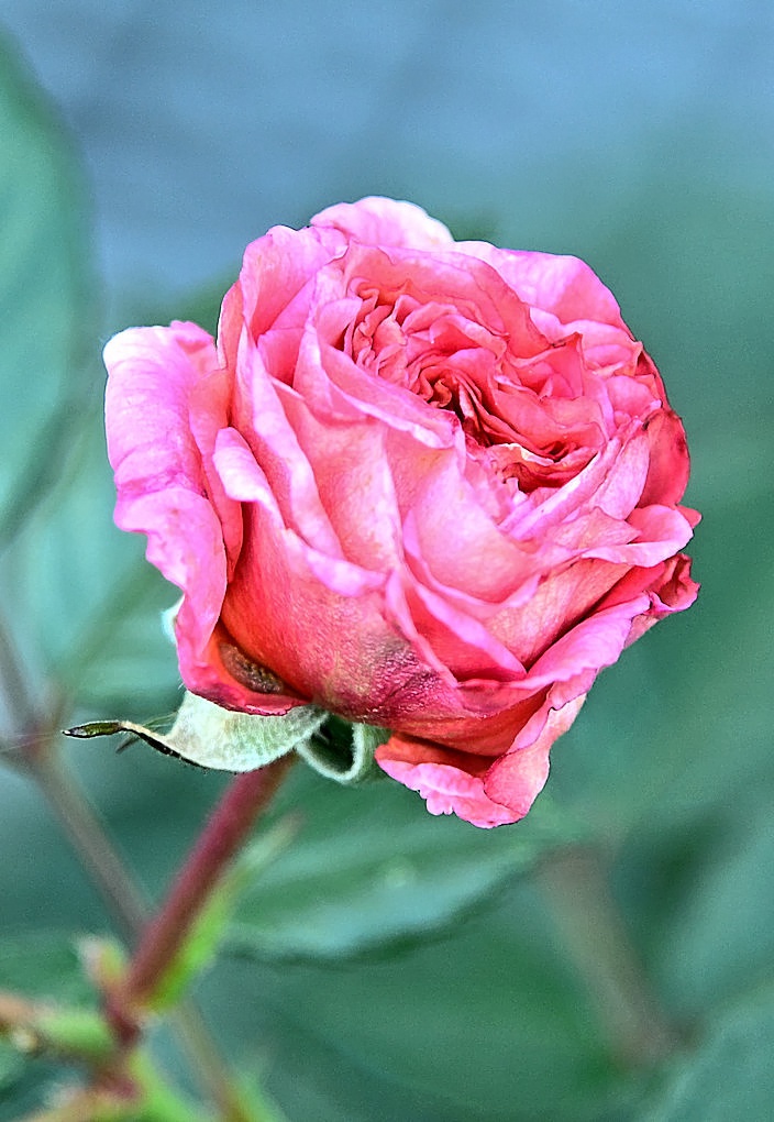 Rose_8