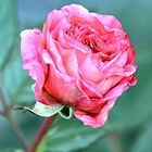 Rose_8