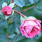 Rose_9