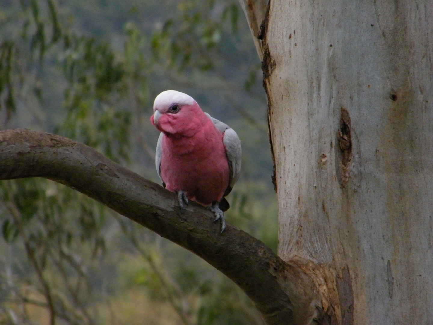 Roseate Cockatoo.