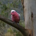 Roseate Cockatoo.