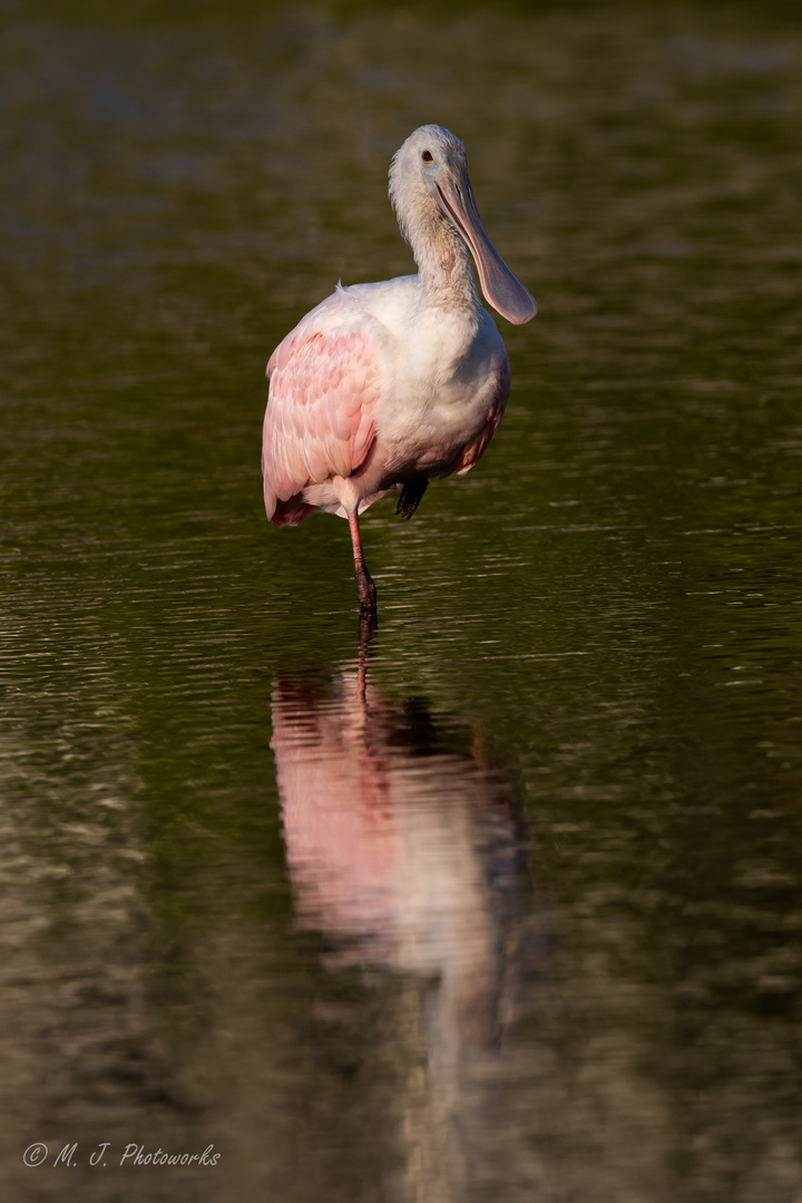 Roseate Spoonbill 2018/1