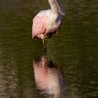 Roseate Spoonbill 2018/1