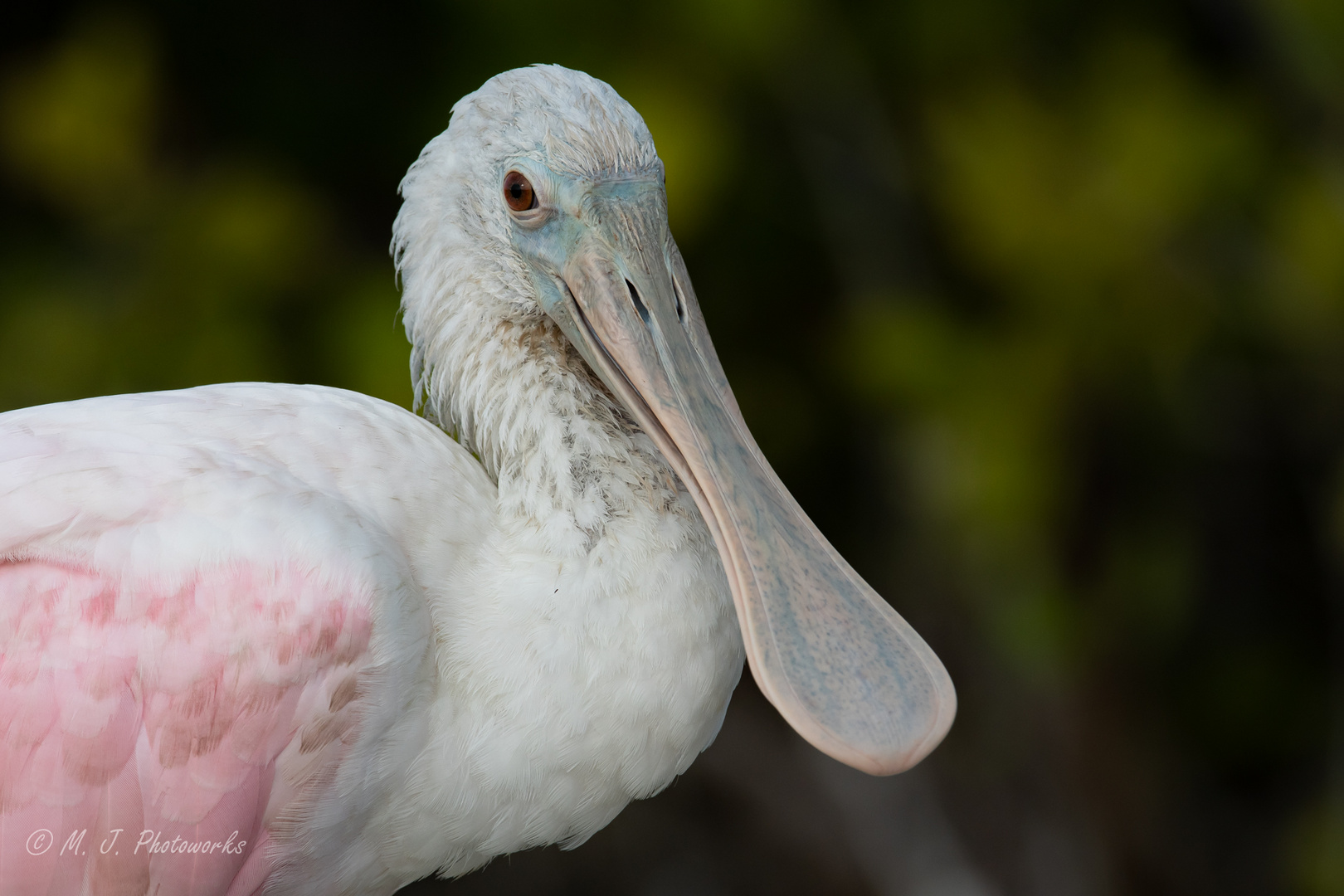 Roseate Spoonbill 2018/2