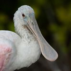 Roseate Spoonbill 2018/2