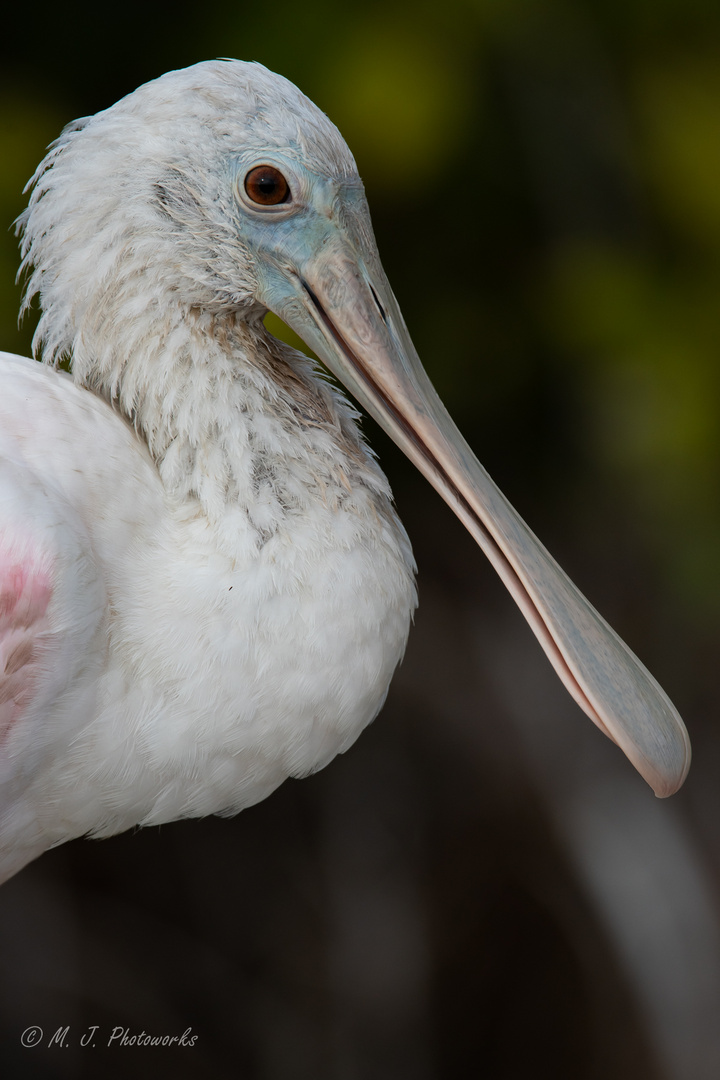 Roseate Spoonbill 2018/3