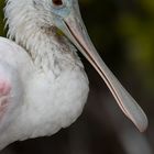 Roseate Spoonbill 2018/3