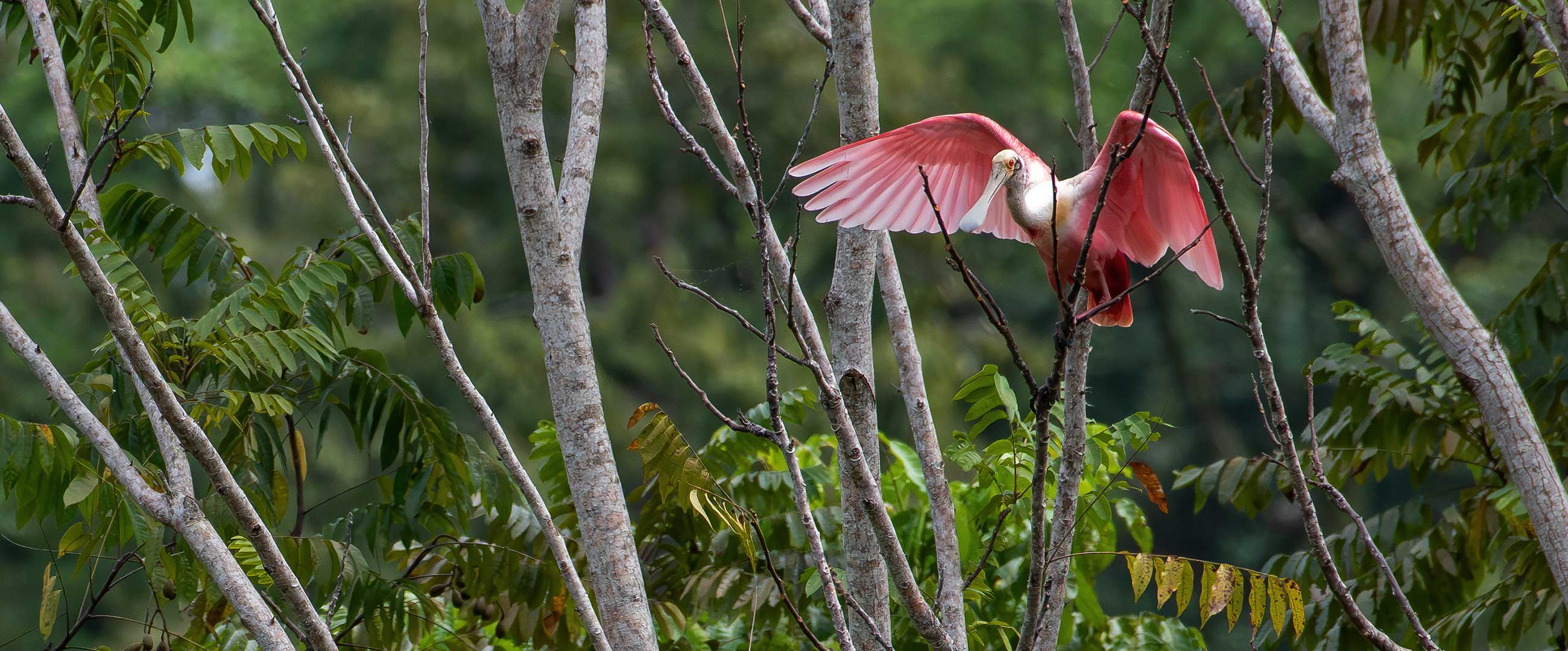 Roseate Spoonbill