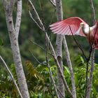 Roseate Spoonbill