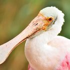 Roseate Spoonbill